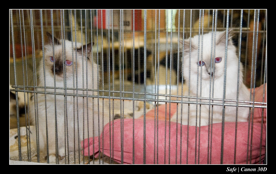 Sep 06 - Salon des animaux de compagnies - 14